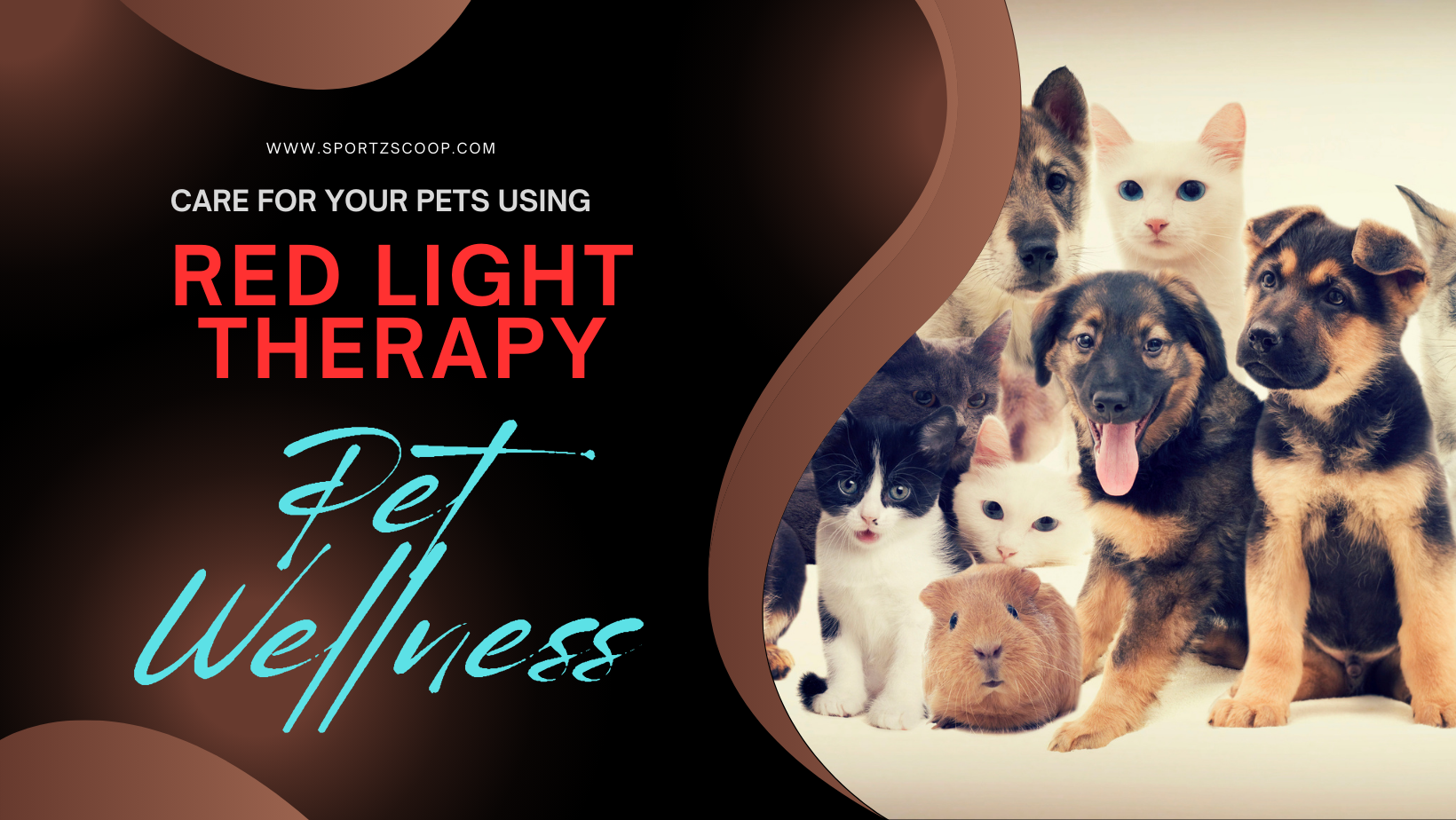 Benefits of Red Light Therapy for Pets and Animals