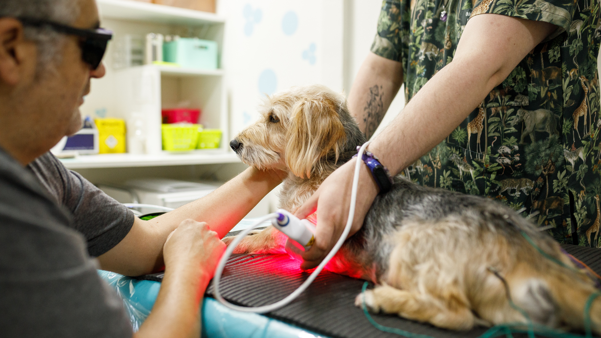 Benefits of Red Light Therapy for Pets and Animals
