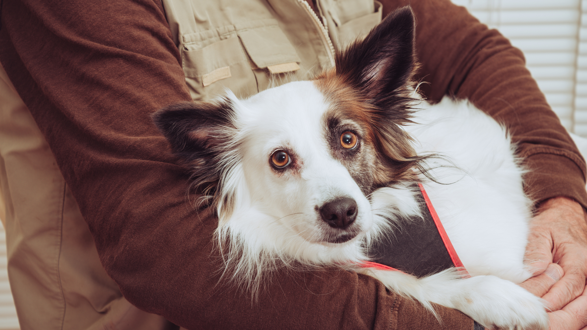 Benefits of Red Light Therapy for Pets and Animals
