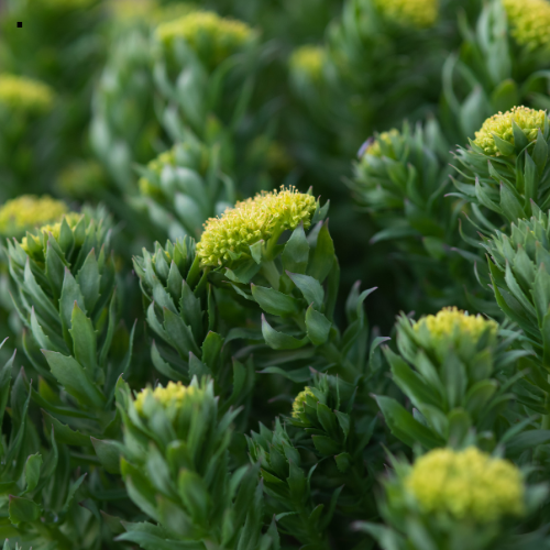 Rhodiola Rosea